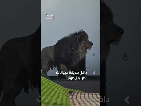هجوم أسد على سيدة أسترالية يؤدي إلى بتر ذراعها