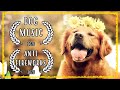 GOLDEN RETRIEVER Music for Dogs to sleep ~ Dog Chakra Music For Dogs ~ Dog Music Fireworks