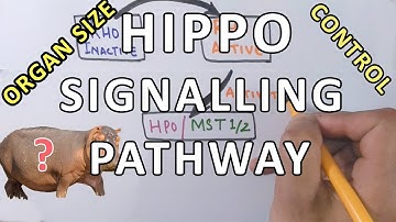 Hippo Signalling Pathway | Organ Size Control Mechanism