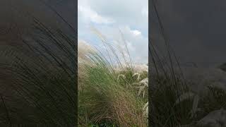 সদ মঘর ভল আর কশফলর মলWhite Cloud Raft And Kashphul Fair