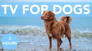 TV for Dogs! Relaxing Beach Adventure with Soothing Music! NEW 2021