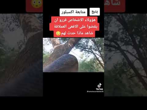 فلم قصير عن الافعال العملاقة 