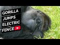 Badongo Silverback Gorilla leaps to a tree to avoid electric fence