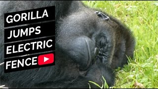 Badongo Silverback Gorilla Leaps To A Tree To Avoid Electric Fence