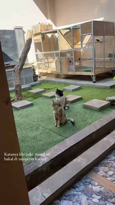 Suara yang buat kucing datang ke kita