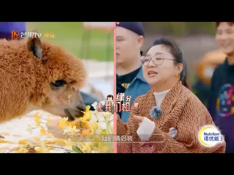 《婚前21天》傅首尔与羊驼撞色穿情侣装 大左方家翊围观狂拍照 BEFORE WEDDING【芒果TV心动频道】