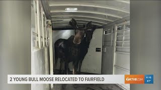Idaho Fish and Game relocate two bull moose