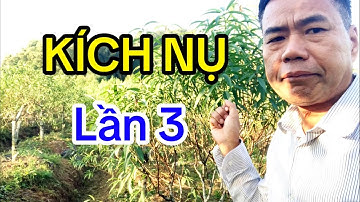 Kích nụ đào lần 3 cho đào Tết công thức chuẩn nhà vườn ! ngày 6-10-2025 âm lịch 