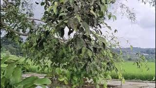 Ya Ayyuhan Nabi - Nadia Hawasy  