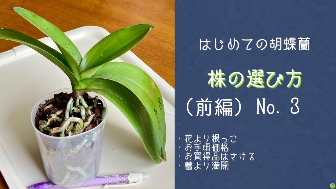 2021年9月13日 【はじめての胡蝶蘭】シリーズNo.3 株の選び方（前編