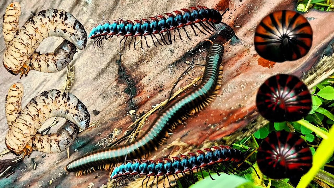 Hunt giant millipedes, pill millipede, red millliped and more insects ...