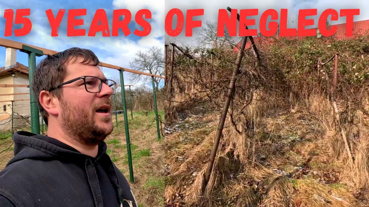 Restoring an abandoned vineyard in Slovakia