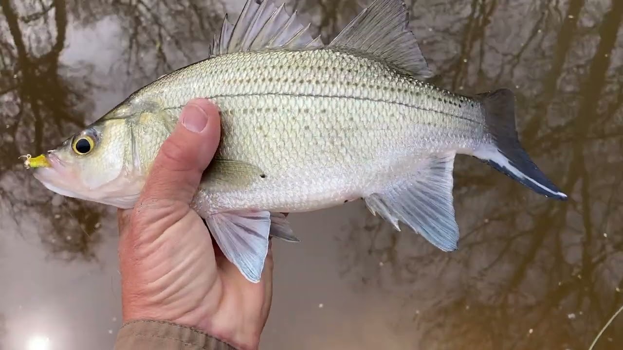 FishTales: Finally Fish ON
