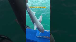 Yavru Köpek Balığını Denize Salıyoruz