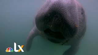 Saving Florida’s Manatees Is a Race Against Time | NBCLX