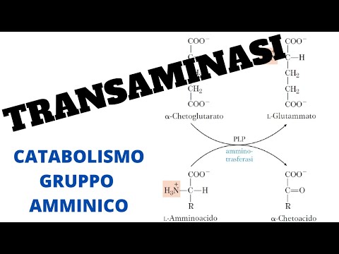 Transaminasi biochimica transaminazione gruppo amminico