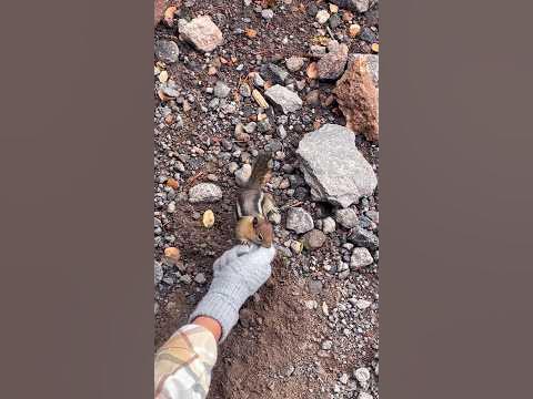 Do not feed chipmunks 😂 - YouTube