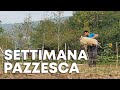 Le PECORE SCAPPAVANO OVUNQUE  ðŸ‘ðŸ‘ðŸ‘
