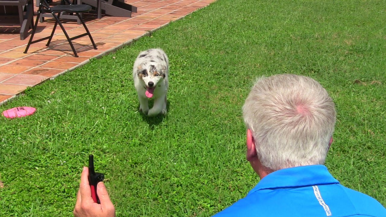 Video Thumbnail: DOG TRAINING INSTRUCTIONAL VIDEO: "The Come Command" NOW ONLY $14.99 (reg. $39.99) — High-Entropy Discovery