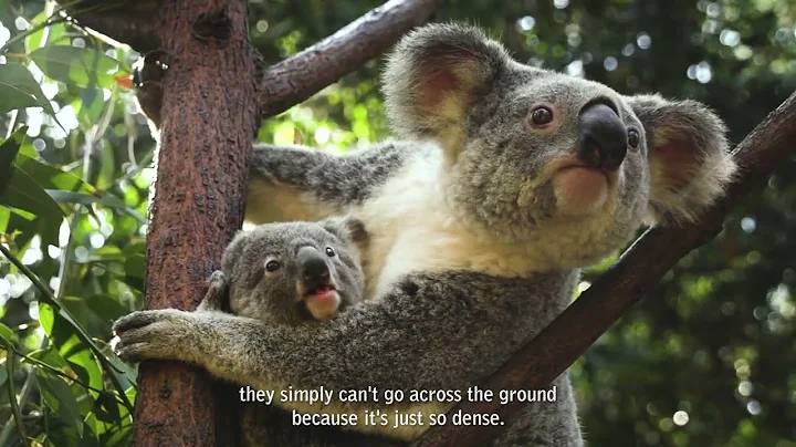 Koala Rewilding Project Chapter 03 - Habitat Management