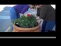 Flowers planted on Sand Springs' Main Street