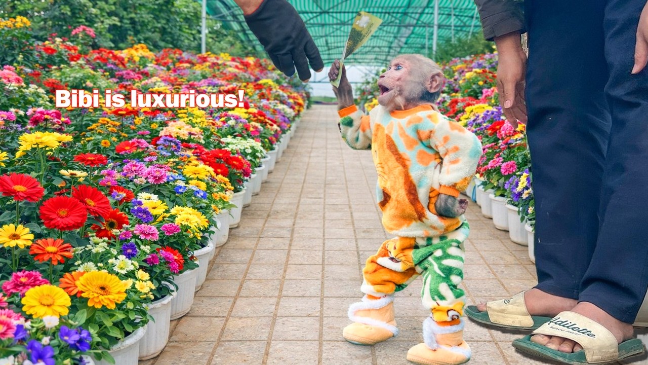 So Excited! Bibi Goes to the Market with Dad to Buy Flowers for Grandma 💞