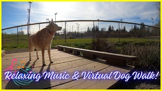 Sunny Spring Stroll Somewhere South of Seattle - Relaxing Music & Nature Dog Walk