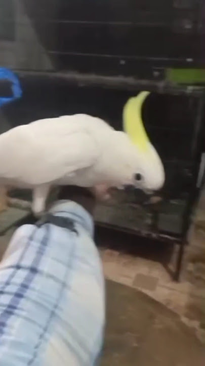 pakshi cokato😍 #birds #parrot #pets #funny #fact2fact #mirzafact #factvideo #bird #hindifact #the