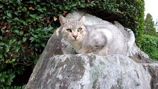 秘密の隠れ家が人間にバレて慌てる猫