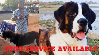 Saint Bernard Stud Available 📞 9537181212 !! Champion Dog Bhavnagar Best in Breed 🏆🏆#scoobers