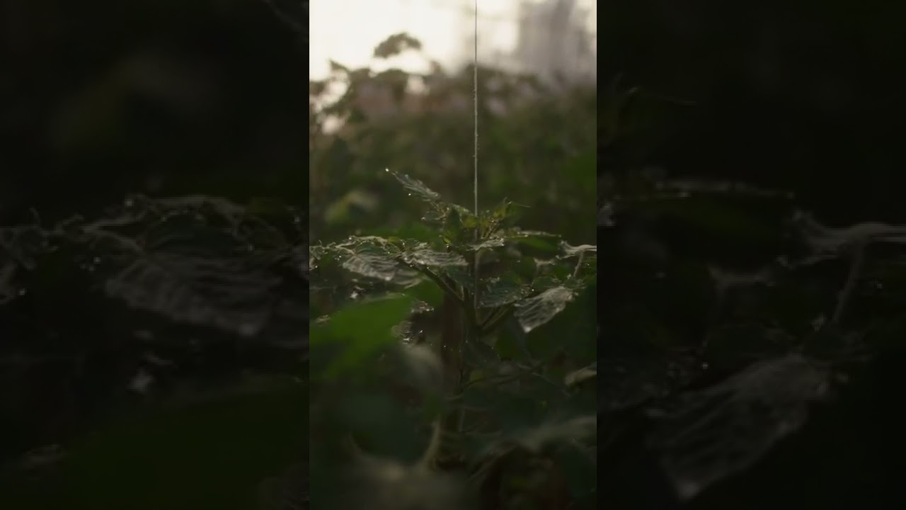 ARRI Alexa Mini LF Documentary Style - 