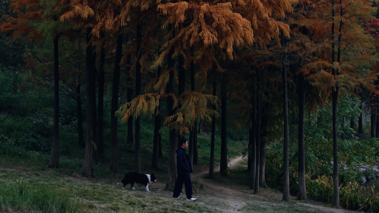 秋天，胶片与树叶与狗