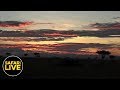safariLIVE - Sunrise Safari - April 30, 2019