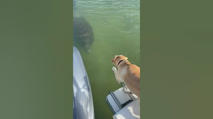 This manatee seemed to like Otis in spite of getting barked at when they first met.
