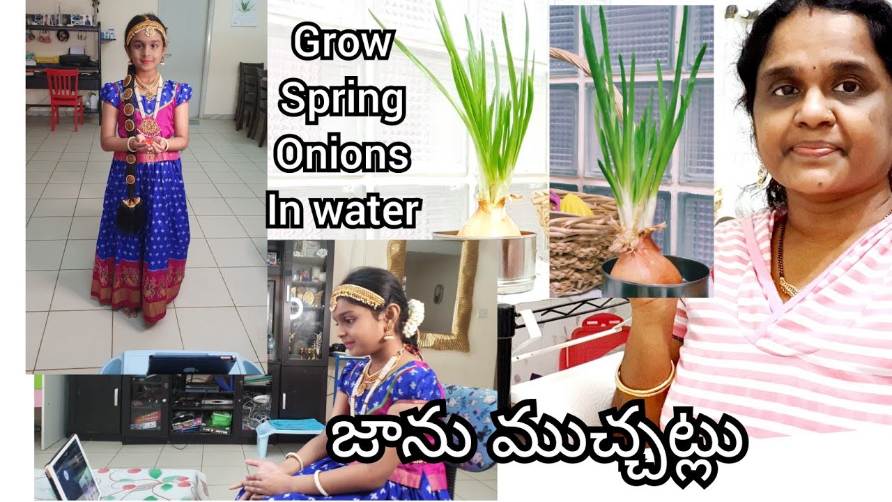Grow ఉల్లి కాడలు నీటిలో ఇలా| Grow Spring onions in water | జాను dance