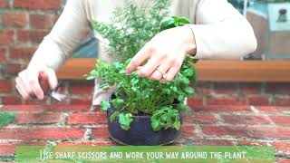 How To Harvest Cilantro How To Harvest Cilantro