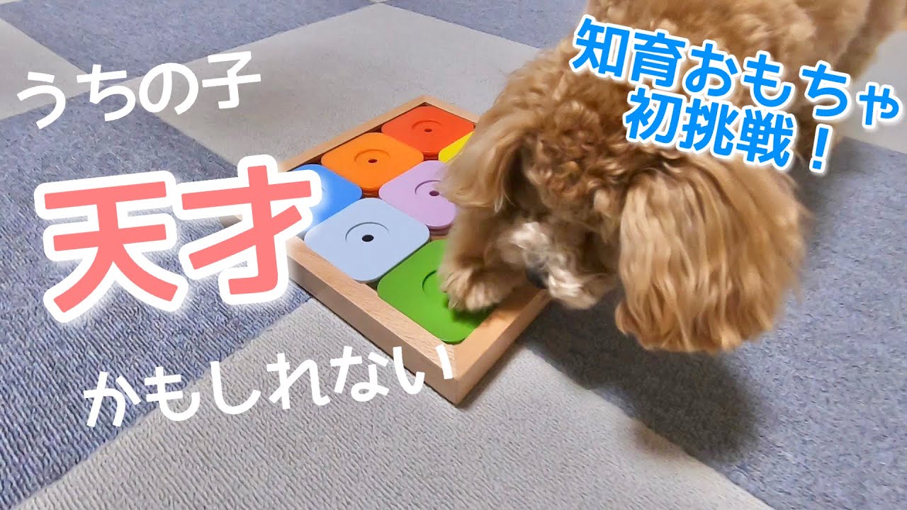 パズル型知育おもちゃ「DOG' SUDOKU」やってみた!【トイプードル パズル型知育おもちゃ「DOG' SUDOKU」やってみた!【トイプードル