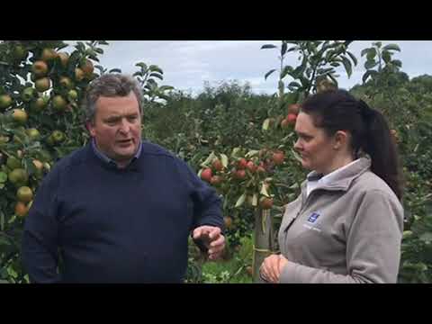Video: Beheer van appelkoosbakterieë: hoe om appelkoosbome met bakteriese kol te behandel