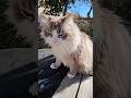 #cat#chat#chaton#story cat #Lili #animaux قط هر# jardin nature #paysage#Narbonne sud soleil vacances