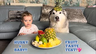 Hilarious Baby \& Husky Reviewing Exotic Fruits!😂💖. [FUNNIEST VIDEO EVER!!]
