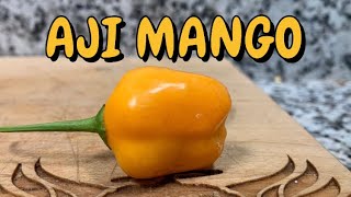 Aji Mango grown by The Michigan Chili Grower Anther MUST try pepper AH-MAZING