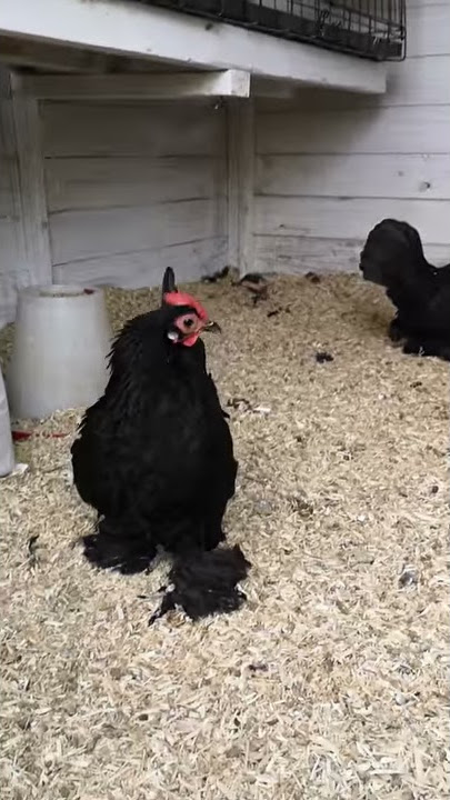 Booted Bantams - Type part 2 - Video 4