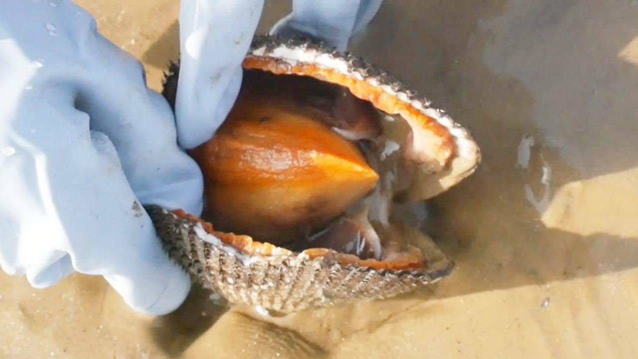 小章赶海捡到毛蛤蜊的肉是血红色的，还长着大嘴。很肥美的样子！【赶海小章】