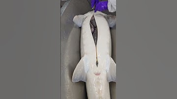 The most expensive STURGEON CAVIAR ANYONE? #food #cooking#caviar  #cookingfood