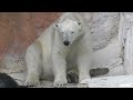 エネルギー切れ遊び疲れたホウちゃんファンサと眠気の境界線でついに寝落ち#天王寺動園#ホウちゃん#ホッキョクグマ#シロクマ