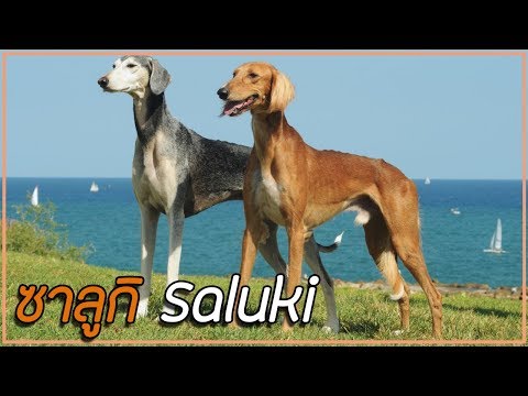 รู้จักสุนัขพันธุ์ ซาลูกิ (Saluki) สุนัขอิยิปต์โบราณ | Perkak Eiei