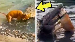Ito Ang Matinding Sinapit Ng Mga Aso Sa Mga Buwaya | Crocodile Attack Dog