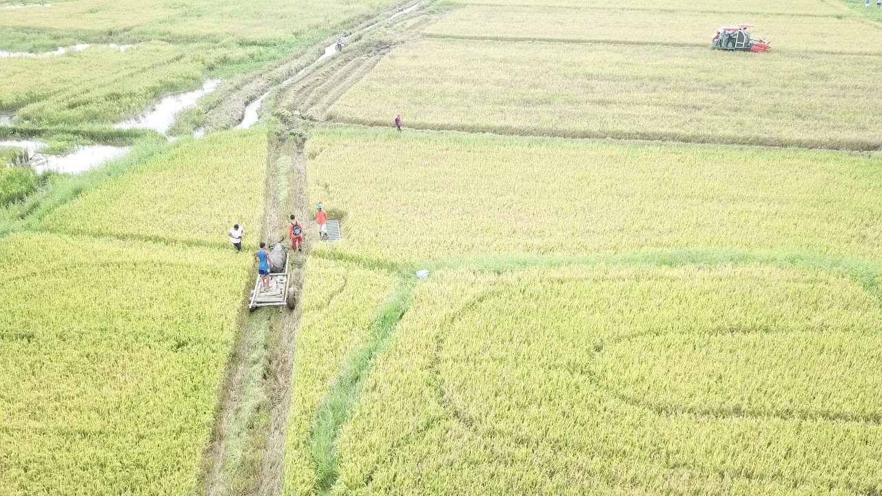 APR Riceland Farm 4 Aurora Philippines YouTube