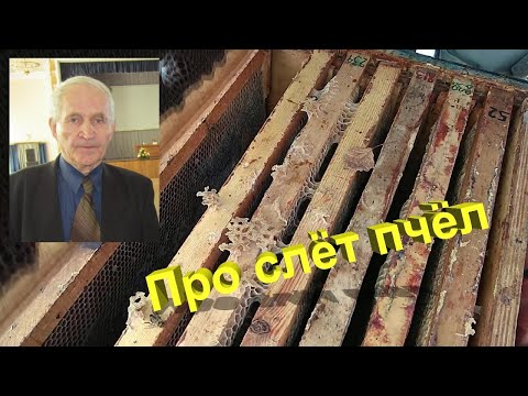 Профессор Кашковский про слёт пчёл