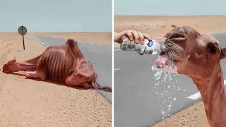 35 Animals That Asked People for Help &amp; Kindness!